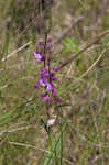 Showy milkwort